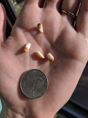 Callirhytis quercusoperator