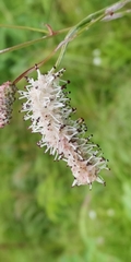 Sanguisorba tenuifolia