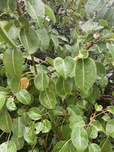 Foto de Mancenilheira