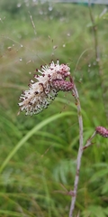 Sanguisorba tenuifolia
