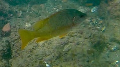 Lutjanus argentiventris