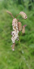 Sanguisorba tenuifolia