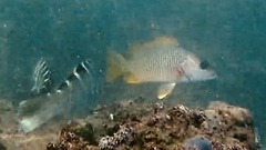 Lutjanus argentiventris