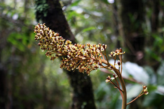 Nepenthes mira