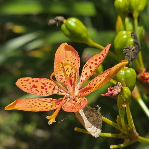 Blackberry Lily