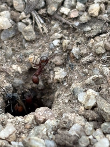Pogonomyrmex pencosensis