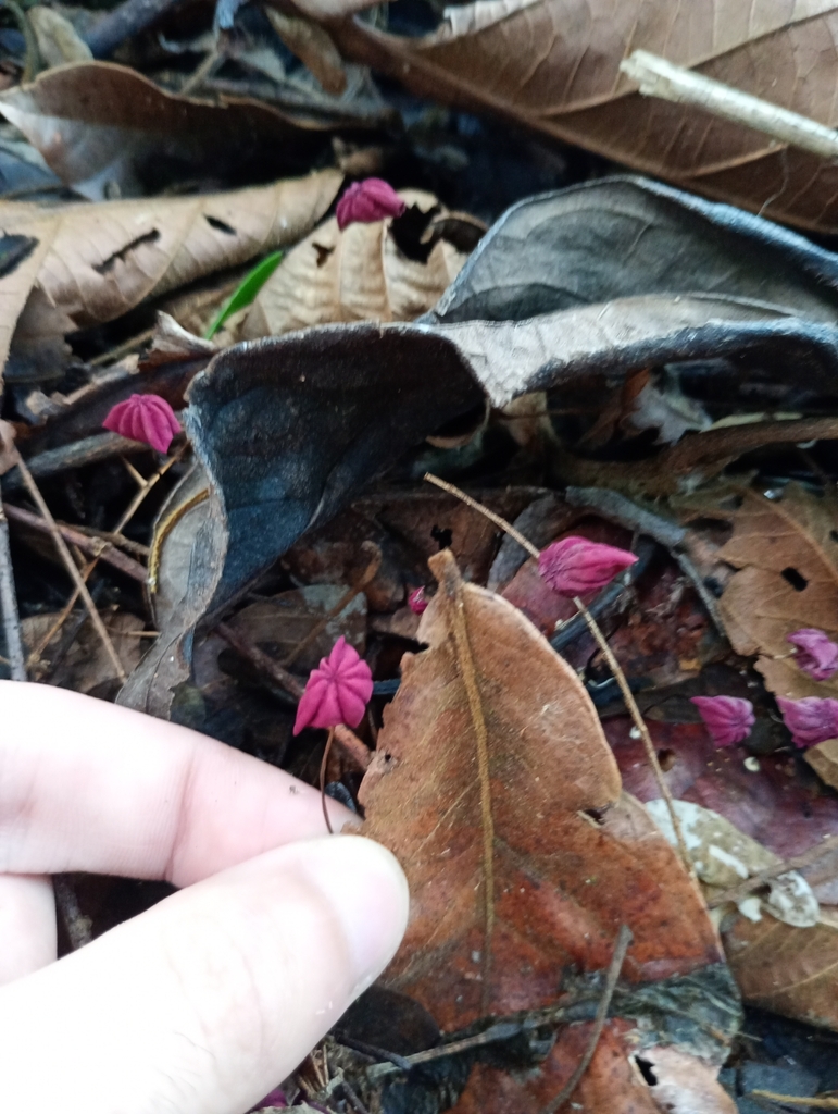 Marasmius haematocephalus · January 2025 · photo: © siguisira (iNaturalist, cc0)