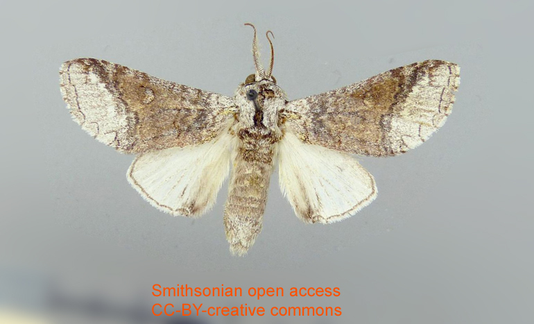 Hemipecteros similis