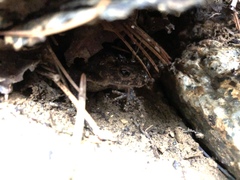 Bufo stejnegeri