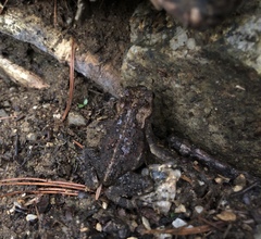 Bufo stejnegeri