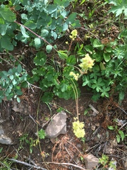 Heuchera parvifolia