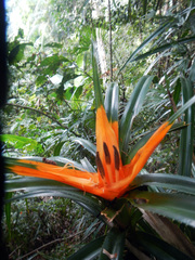 Freycinetia palawanensis