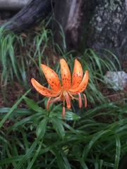 Lilium distichum