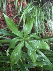 Lilium distichum