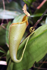 Nepenthes mira