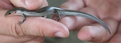 Plestiodon tetragrammus
