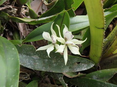 Prosthechea fragrans