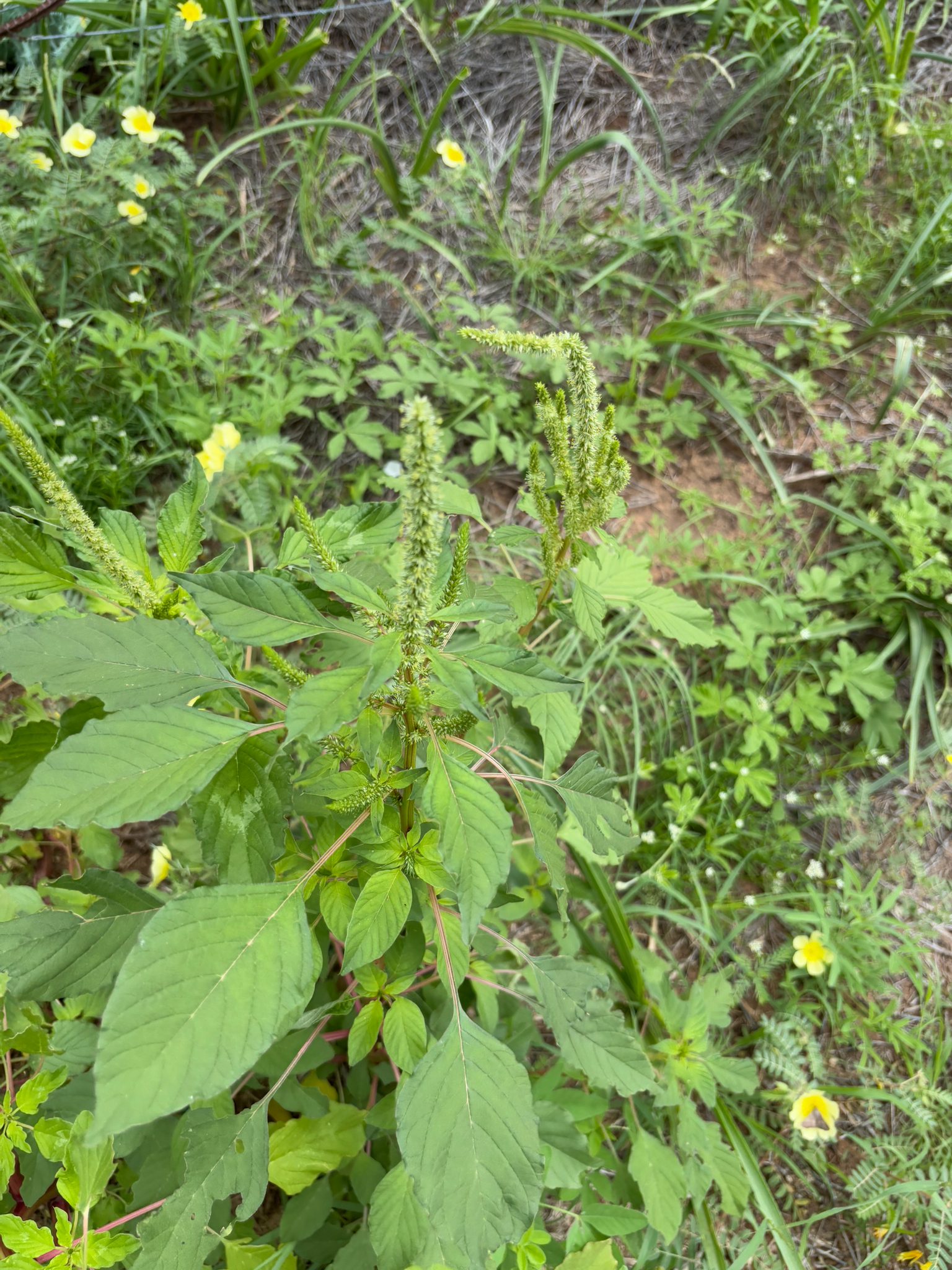 Imagem de Caruru-de-mancha