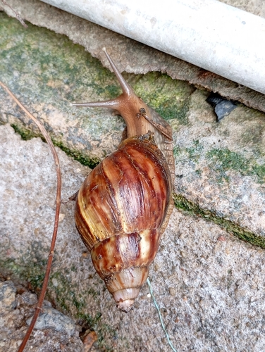 African Giant Snail