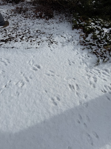Eastern Cottontail photographed in Wisconsin
