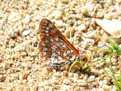 Euphydryas chalcedona corralensis