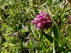 Trifolium parryi