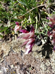 Trifolium dasyphyllum
