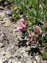Trifolium dasyphyllum