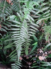 Microlepia marginata bipinnata