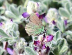 Callophrys dumetorum