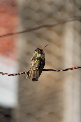 Dusky Hummingbird (Phaeoptila sordida), photo 6