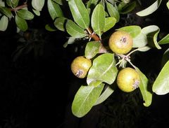 Pyrus elaeagrifolia