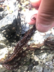 Cumagloia andersonii