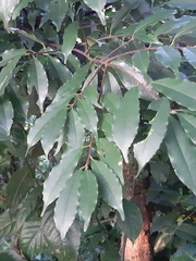Prunus spinulosa