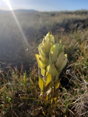 Castilleja occidentalis