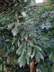 Prunus spinulosa