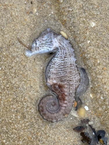 Northern Seahorse photographed in Delaware