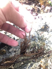 Cumagloia andersonii