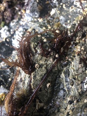 Cumagloia andersonii