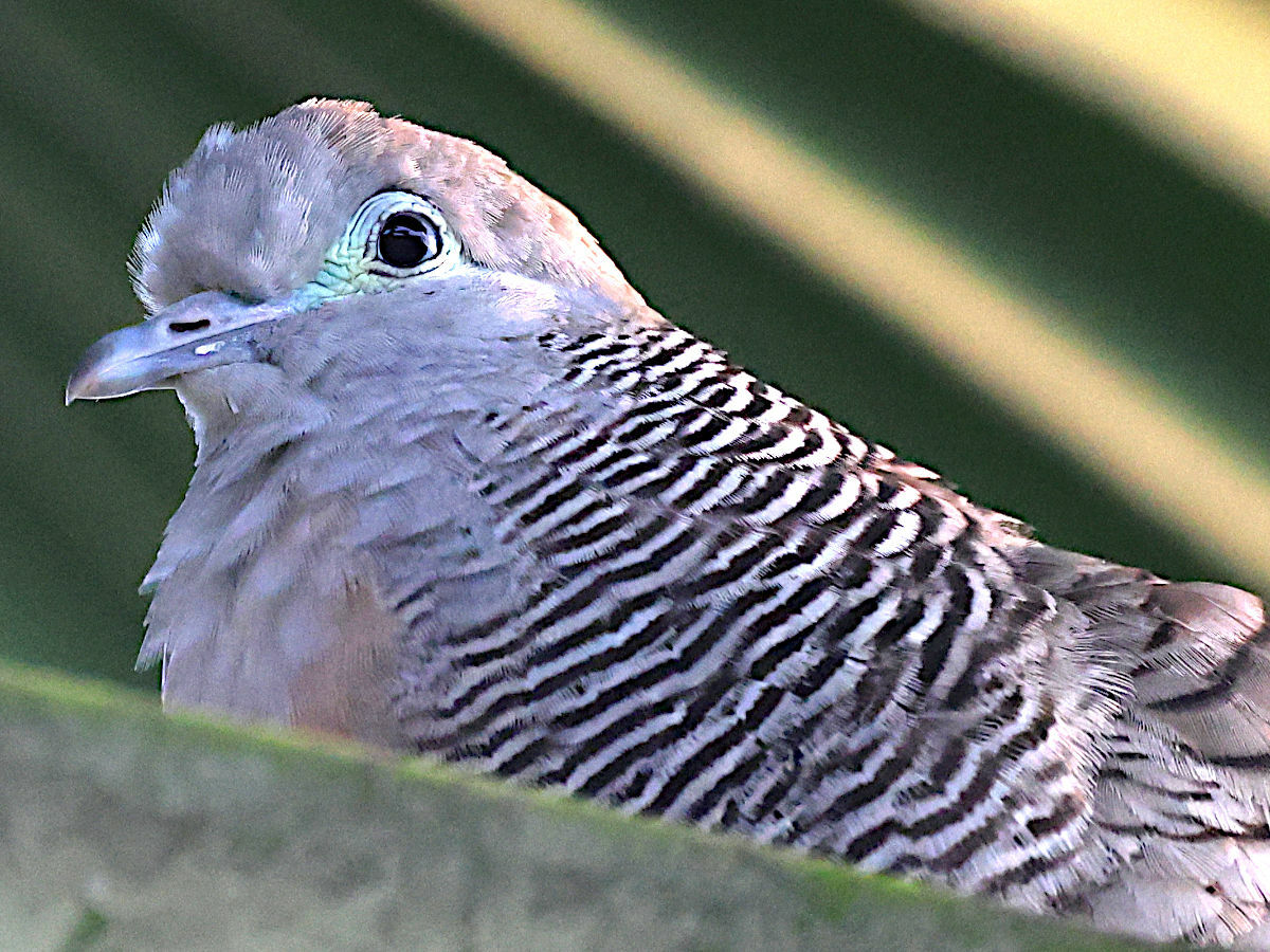 Zebra Dove illustration