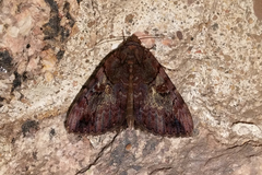 Catocala muliercula