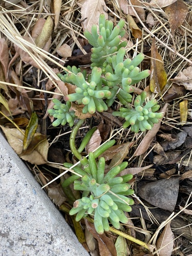Estrelada