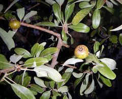 Pyrus elaeagrifolia