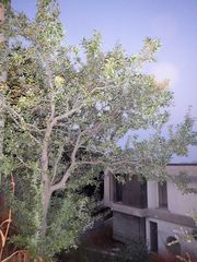 Pyrus elaeagrifolia
