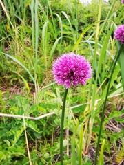 Allium strictum