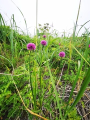 Allium strictum