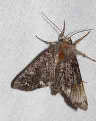 Melanchra pulverulenta