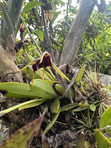 Masdevallia bicolor, photograph 1
