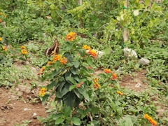 Heraclides ornythion