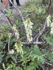 Hedysarum sulphurescens